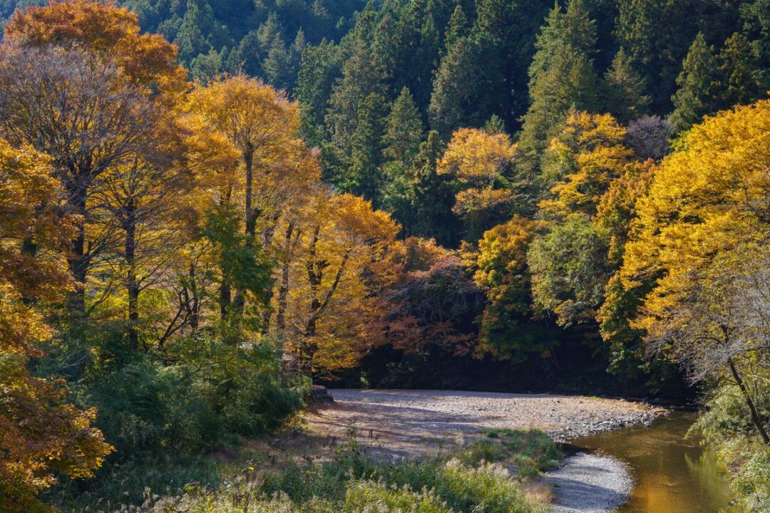 黄色く色づいた木々と名栗川